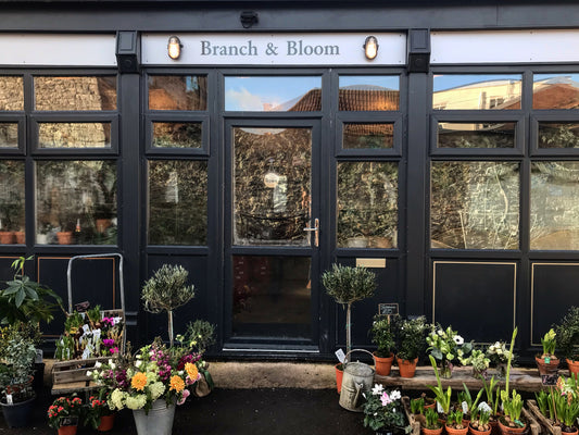 About Branch and Bloom