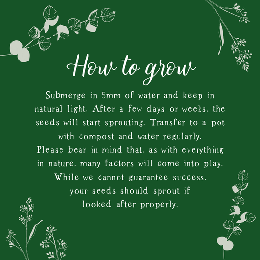 Sip Sip Hooray! Plantable Seed Card