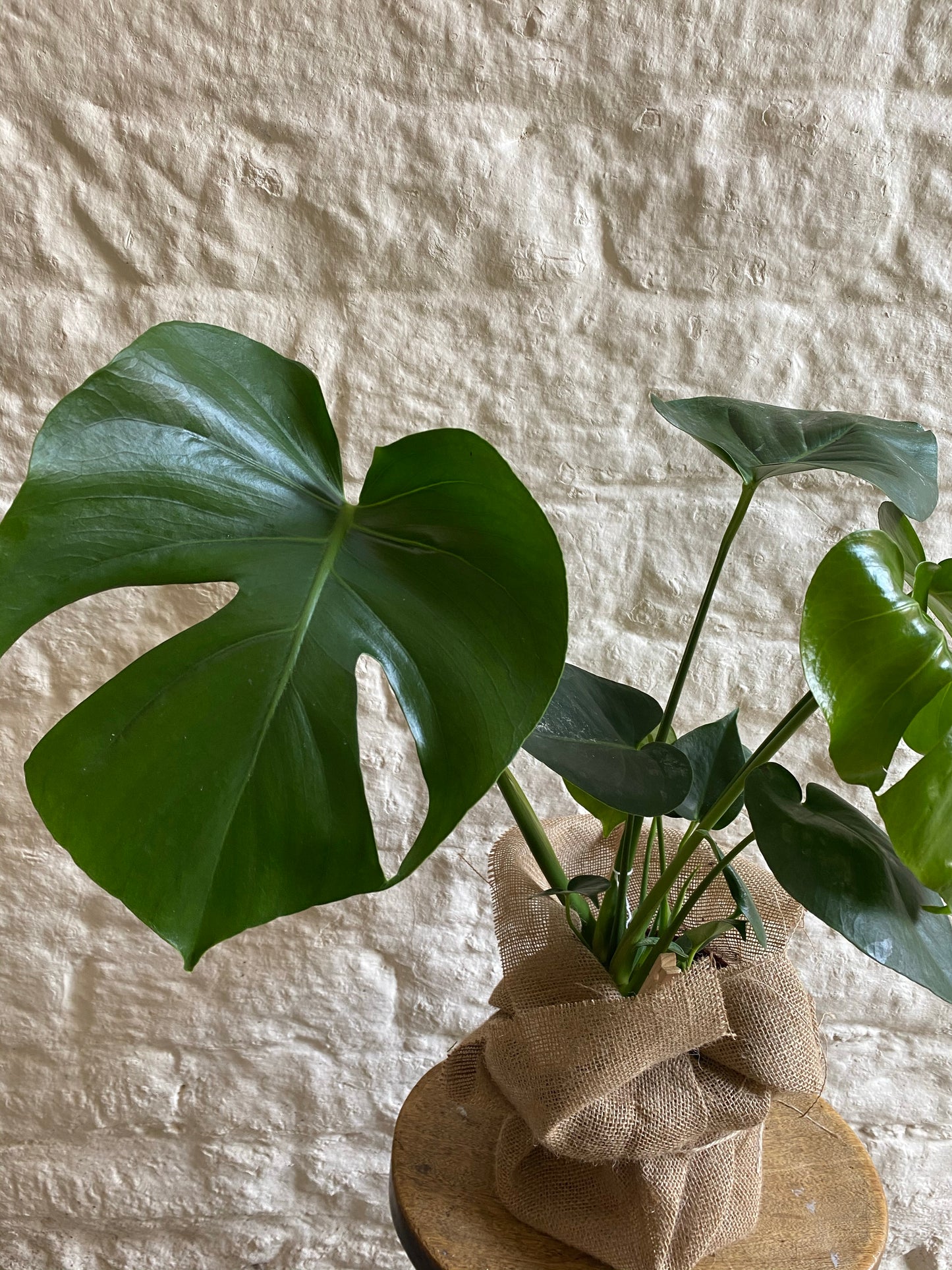 Monstera (Cheese Plant)