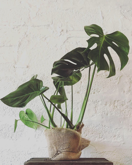 Monstera (Cheese Plant)